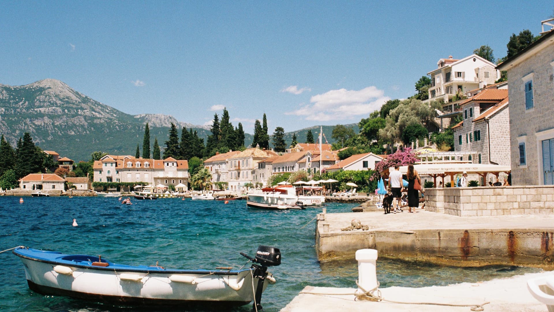 Montenegro Rose